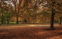Autumn-trees