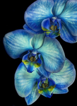 Blue-orchids