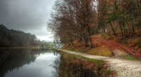 Forest-by-the-lake