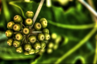 Seed