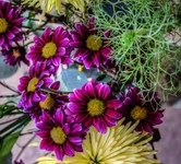 Purple-and-gold-ii