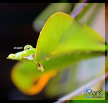 Droplet