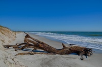 Driftwood-fernandina-beach-amelia-island-