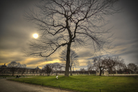 Jardin-des-tuileries