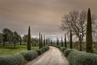 Avenue-of-trees