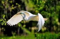 Great-egret