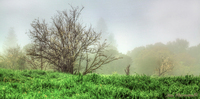 Foggy-mornin-stroll