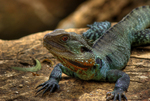 Waterdragon
