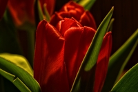 Tulip2