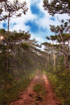 Red-trail-