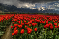 Tulips-vancouver-bc-canada