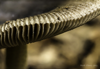 Macro-view-in-garden