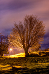 Spooky-tree