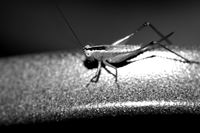 Cricket