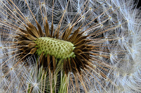 Seed-head