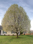 Bradford-pear-in-bloom