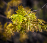 Spring-