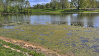 Lake-with-algae-