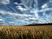 Cornfield