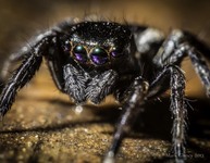 Cosmos-spider