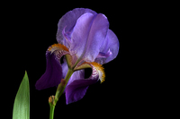 Iris