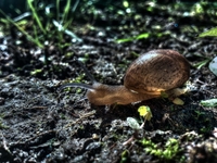 Snail
