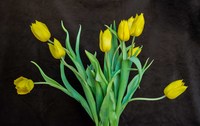 Yellow-tulips