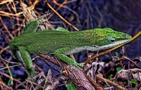 Swamp-anole