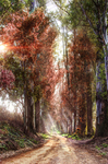 Dream-forest-path-