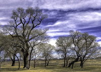 Old-cottonwoods