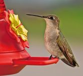 Hummer
