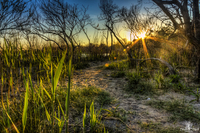 Sandy-trail
