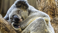 Australian-icon