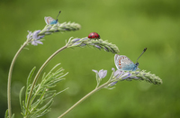 -butterfly-ladybug-