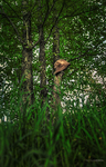 Lost-hat