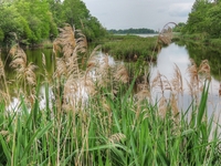 Mattamuskeet-lake2