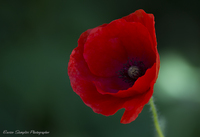 Il-papavero-anche-un-fiore