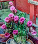 Cactus-flowers