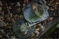 Albums-in-nature