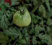 Ripening