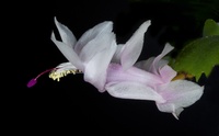 Fragile-