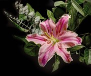Lily-ii