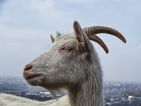 Kecske-profil