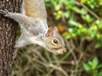 Bird-seed-thief