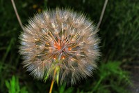 Silver-dandelion