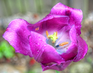 Wet-tulip