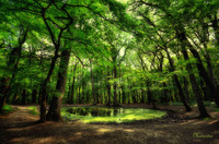 Magic-forest