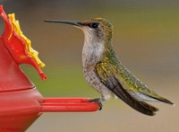 Hummer-ii