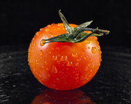 Tomato