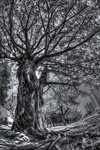 Ficus-micropara